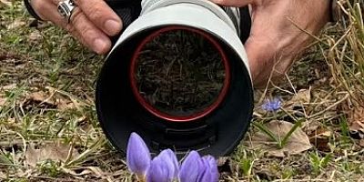 Keltepe Çiğdemini yakından görüp fotoğrafladılar